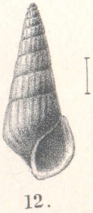 Image of Rissoina isosceles Melvill & Standen 1903