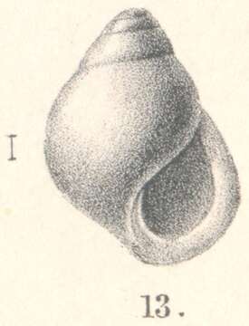 Imagem de Rissoina registomoides Melvill & Standen 1903