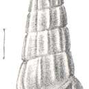 Image of Rissoina tibicen Melvill 1912