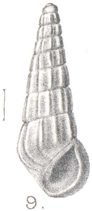 Image of Rissoina tibicen Melvill 1912