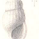 Rissoina catholica Melvill & Standen 1896的圖片