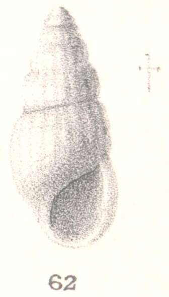 Image of Rissoina catholica Melvill & Standen 1896