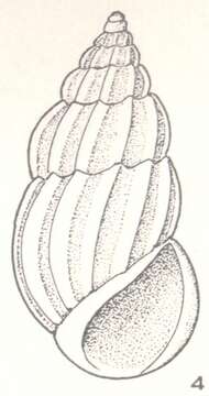 Image of Schwartziella lata Laseron 1956
