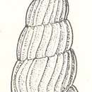 Image de Pandalosia delicatula Laseron 1956