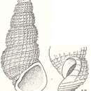 Phosinella cyatha Laseron 1956的圖片
