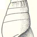 Image of Zebina heronensis Laseron 1956