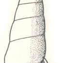 Image of Zebina linearis Laseron 1956