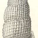 Image of Rissoina gemmea Hedley 1899