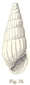 Image of Rissoina cretacea Tenison Woods 1878