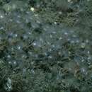 Image of Phoronid