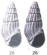 Image of Rissoina ailinana Ladd 1966