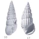 Image of Rissoina bikiniensis Ladd 1966