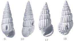 Image of Rissoina bikiniensis Ladd 1966