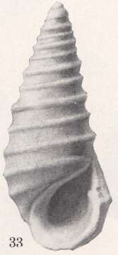 Image of Rissoina vittata J. A. Gardner 1947