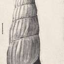 Image of Rissoina albanyana W. H. Turton 1932