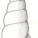 Image of Zebina constricta Laseron 1956