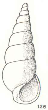 Image of Zebina constricta Laseron 1956