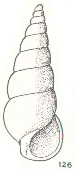 Image of Zebina constricta Laseron 1956