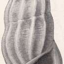 Image of Rissoina excolpa Bartsch 1915