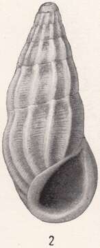 Image of Rissoina excolpa Bartsch 1915