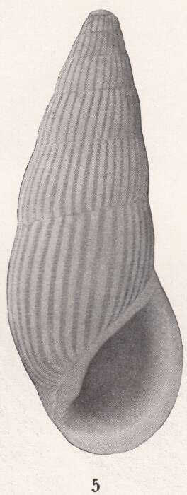 Image of Rissoina adamsi Bartsch 1915