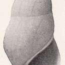 Image de Rissoina cerrosensis Bartsch 1915
