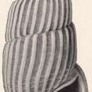 Image of Rissoina favilla Bartsch 1915