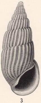 Image of Rissoina favilla Bartsch 1915