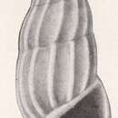 Image of Rissoina pleistocena Bartsch 1915