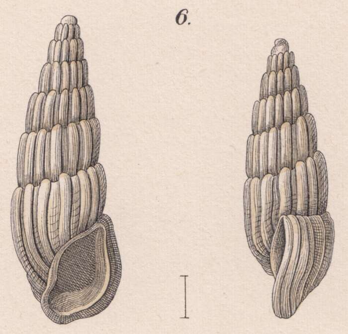 Imagem de Rissoina montagui Weinkauff 1881