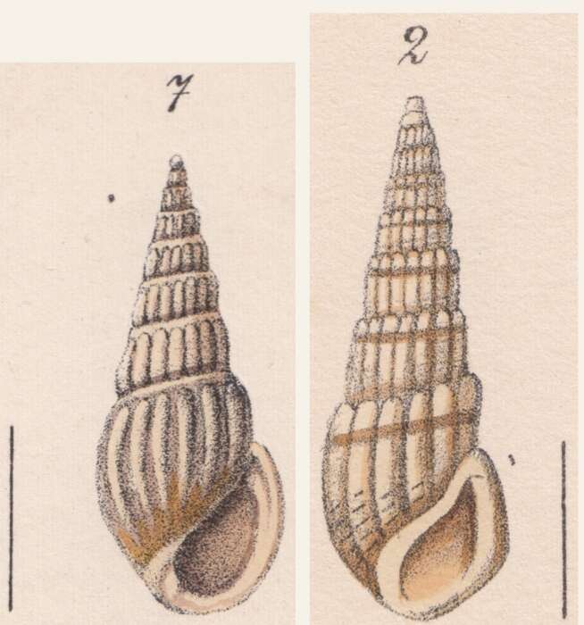 Imagem de Rissoina nevilliana Weinkauff 1881