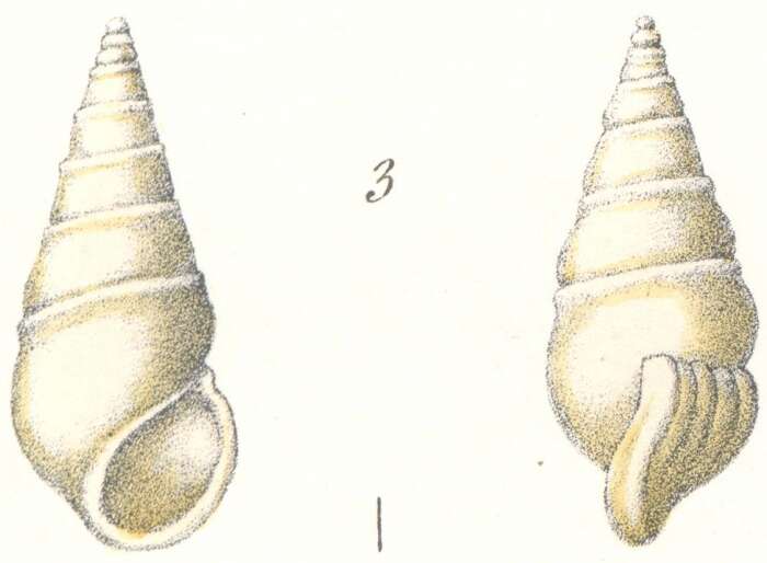 Image of Rissoina subulina Weinkauff 1881