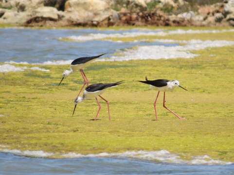 Image of Black-winged Stilt