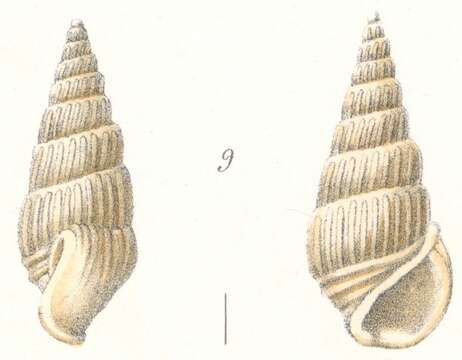 Imagem de Rissoina subdebilis Weinkauff 1881