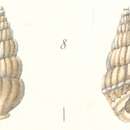 Image of Rissoina subfuniculata Weinkauff 1881