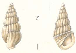 Image of Rissoina subfuniculata Weinkauff 1881