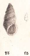 Image of Schwartziella chesnelii (Michaud 1830)