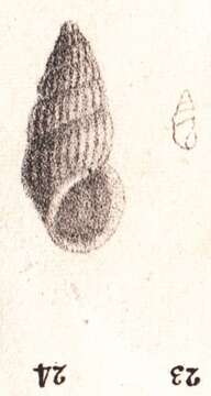 Image de Schwartziella chesnelii (Michaud 1830)