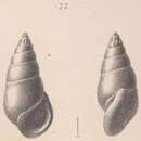 Image de Rissoina coronata Schwartz von Mohrenstern 1860