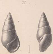 Plancia ëd Rissoina coronata Schwartz von Mohrenstern 1860