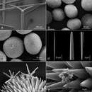 Слика од Geodia cribrata Rützler, Piantoni, van Soest & Díaz 2014