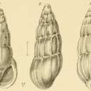 Image of Rissoina assimilis Jickeli 1882