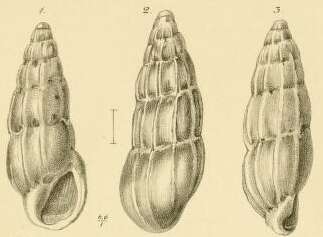 Image of Rissoina assimilis Jickeli 1882