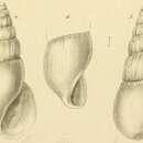 Image of Rissoina dimidiata Jickeli 1882