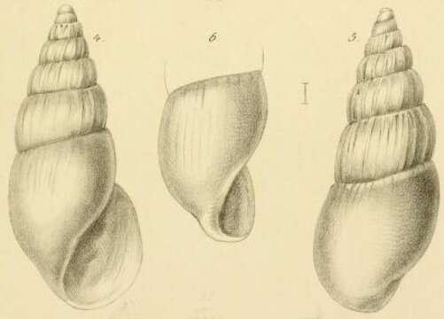 Image of Rissoina dimidiata Jickeli 1882