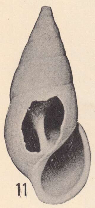 Image of Rissoina bulimina Olsson & Harbison 1953