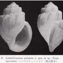 Image of Lamellirissoina pulchella Kuroda & Habe 1991