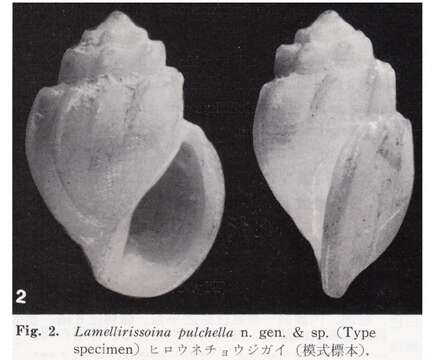 Image of Lamellirissoina pulchella Kuroda & Habe 1991