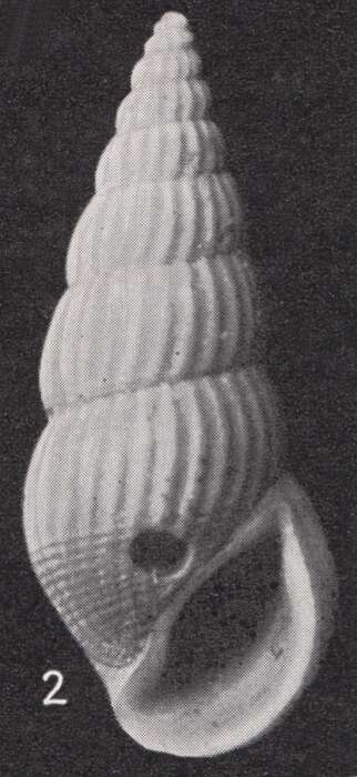 Image of Rissoina semidecussata Boettger 1901