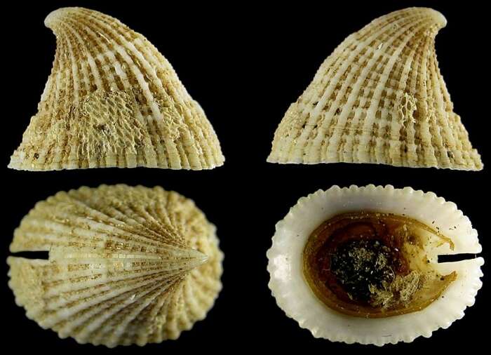 Image of Common Slit-limpet
